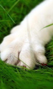 How to mod White Cats Wallpapers 1.0 apk for bluestacks