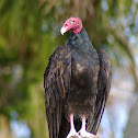 Turkey Vulture