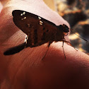 Long-tailed Skipper