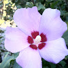 Common hibiscus