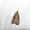 Green Cloverworm Moth