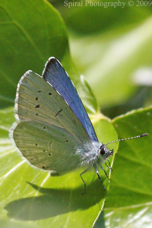 Holly Blue Butterfly