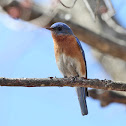 Eastern Bluebird (male)