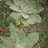 Great or Common Mullein
