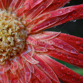       by Aman Marandi - Flowers Single Flower