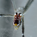 Tent-web spider (female)