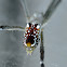 Tent-web spider (female)