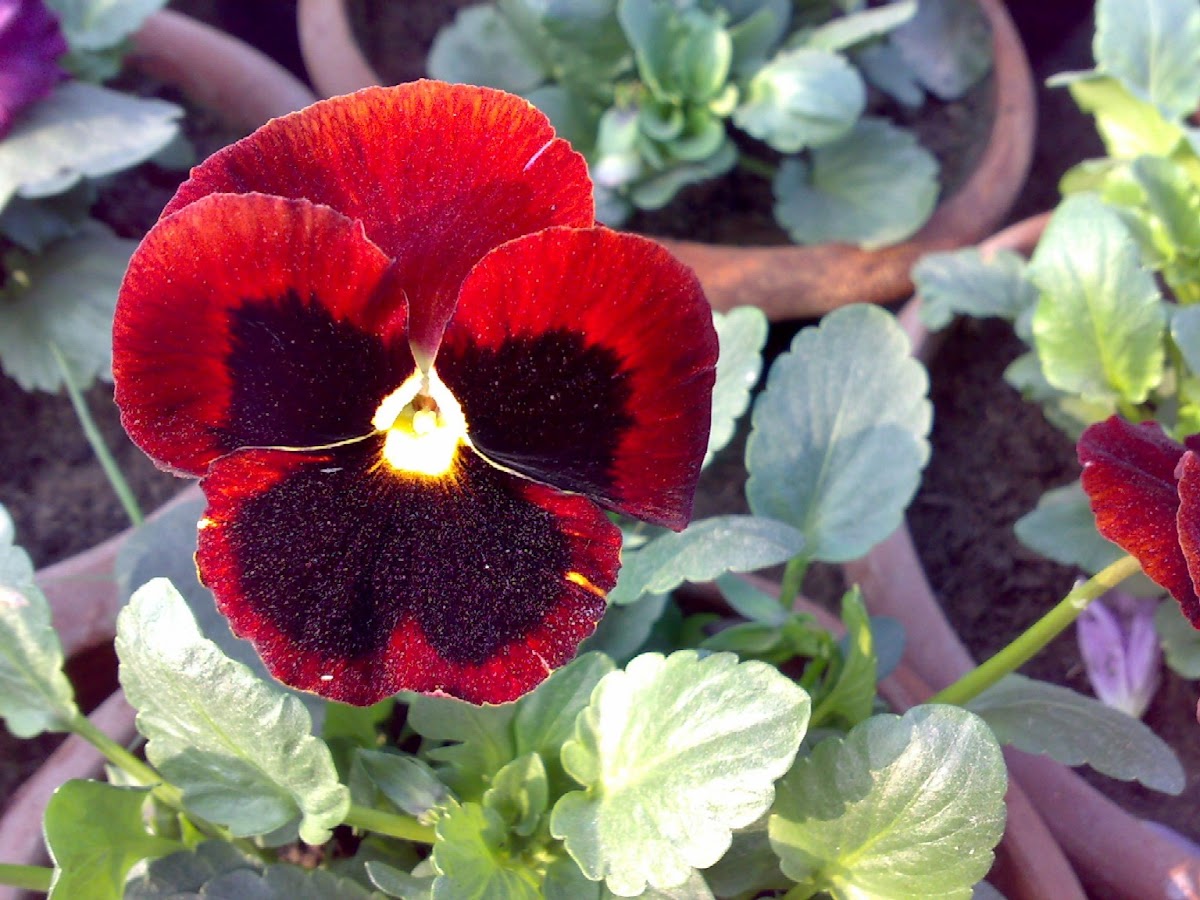 Red Pansy