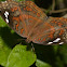 Brown Pantsy Butterfly
