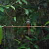 Rufous-tailed jacamar