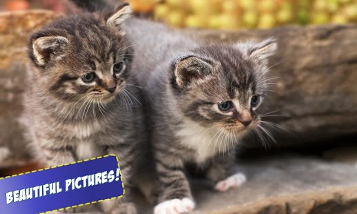 Download Free Cats Jigsaw Puzzles APK for Android