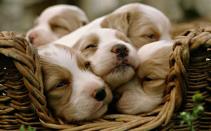 Puzzle - Puppies Screen 3