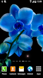 Orchids Wallpaper
