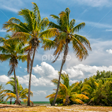 Three Trees by Heather Allen -  