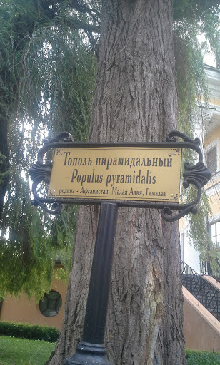 Populus pyramidalis