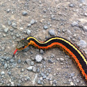 eastern garter snake