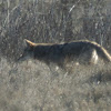 Coyote