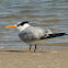 Royal Tern