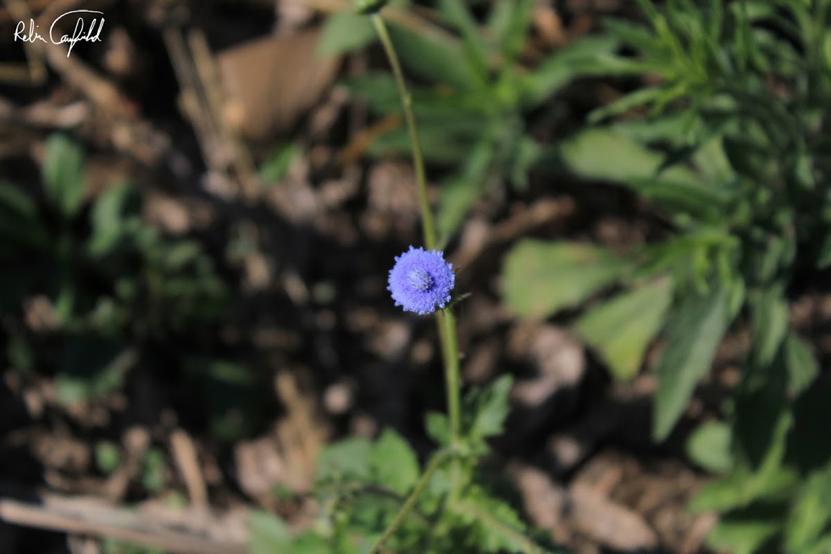 uncertain blue flower