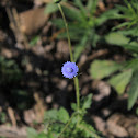 uncertain blue flower