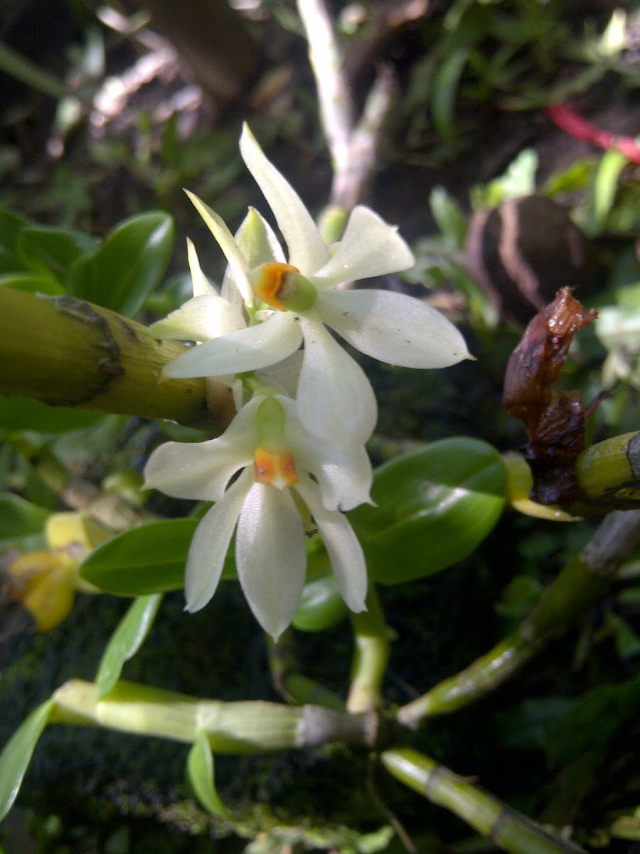 Anggrek sikat (brush-like orchid)
