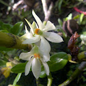 Anggrek sikat (brush-like orchid)