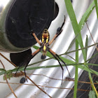 Black-and-Yellow Garden Spider