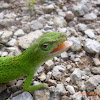 Anolis