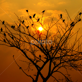 by Sayeed Hasan Akib - Landscapes Sunsets & Sunrises