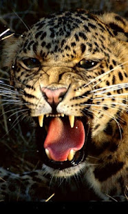 Leopard Live Wallpaper(圖4)-速報App