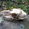 White-tailed deer skull