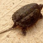 Common Snapping Turtle