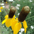 Prairie Coneflower