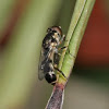 Thick-legged hoverfly