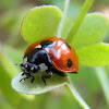 Mariquita de 7 puntos, The seven-spot ladybird
