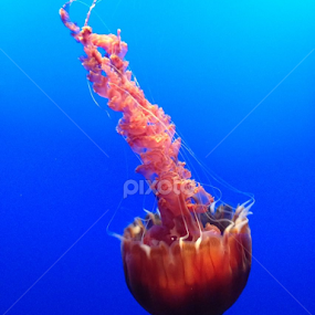 by Karin Pelton - Animals Sea Creatures