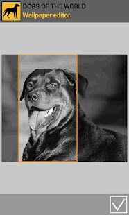 Dogs of the world(圖5)-速報App