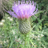 Bull Thistle