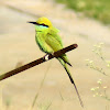 Little Green Bee-eater