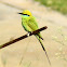 Little Green Bee-eater