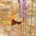 Gulf fritillary