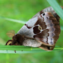 Polyphemus Moth