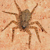 Wall Crab Spider (Flattie)