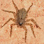 Wall Crab Spider (Flattie)