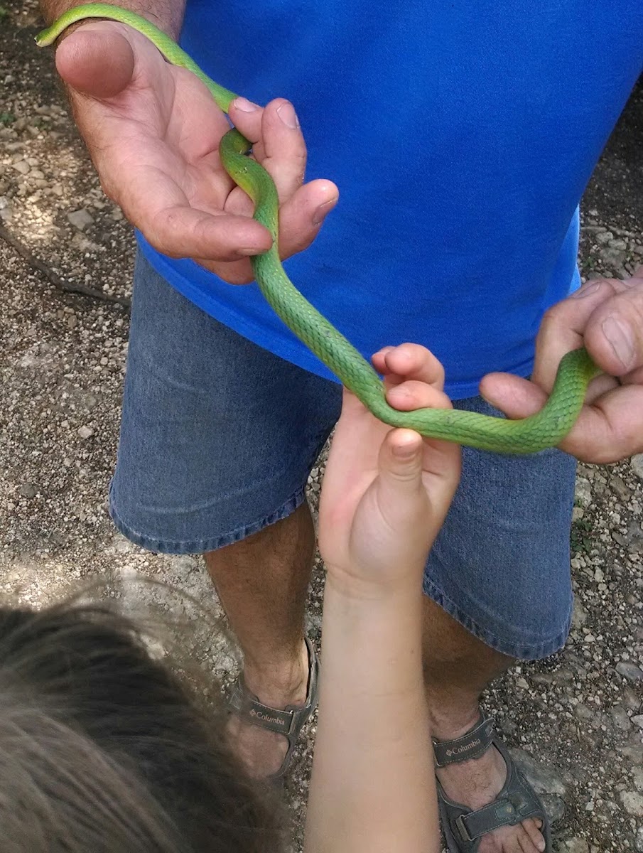 green tree snake