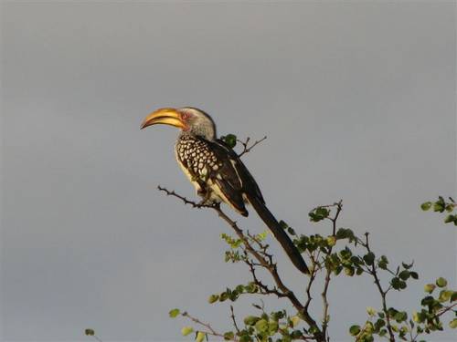 southern yellow-billed hornbill
