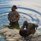 Hardhead Ducks (male and female)