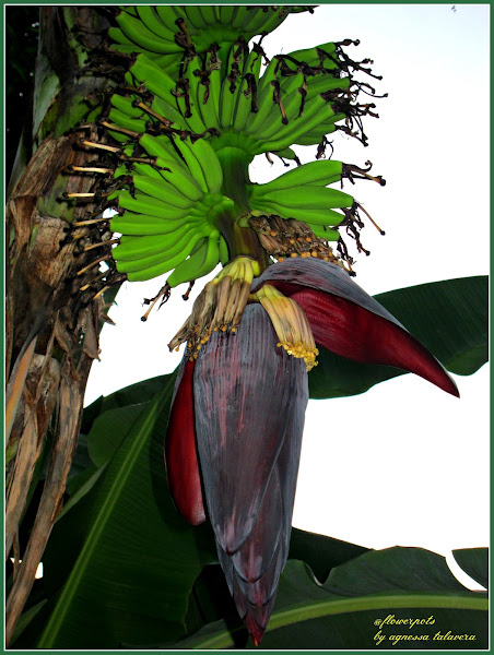 Saging, Banana | Project Noah