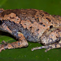 Chakrapani's Narrow-mouthed Frog