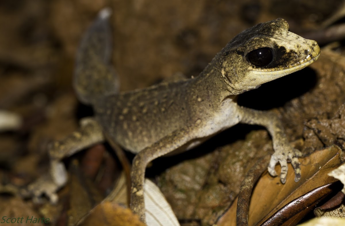 Chameleon Gecko
